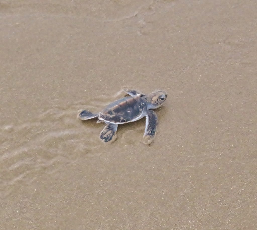 Green turtle hatchling - Joely Whiting
