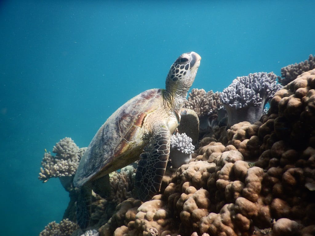 Green Turtle | Mackay and District Turtle Watch
