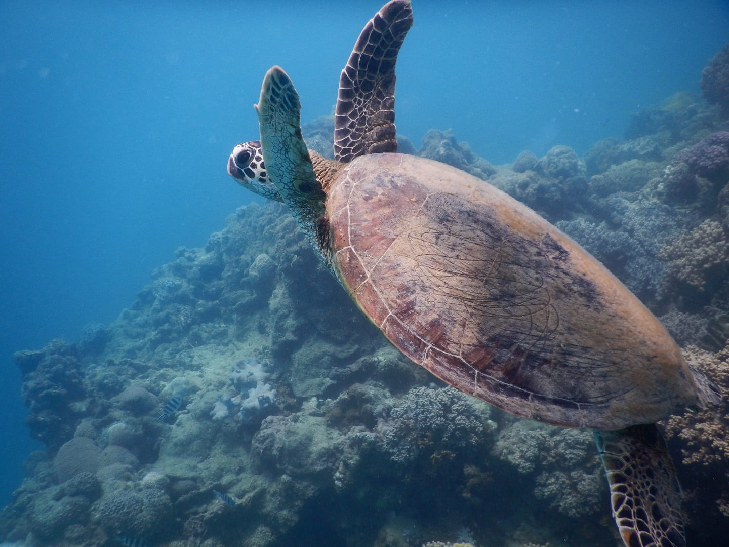 Contact Us | Mackay and District Turtle Watch