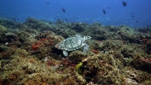 Hawksbill Turtle - Mal B