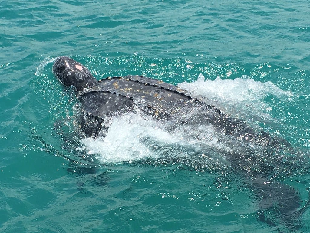 Leatherback Turtle - FWC Research