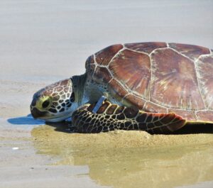 Green Turtle being released at Blacks Beach