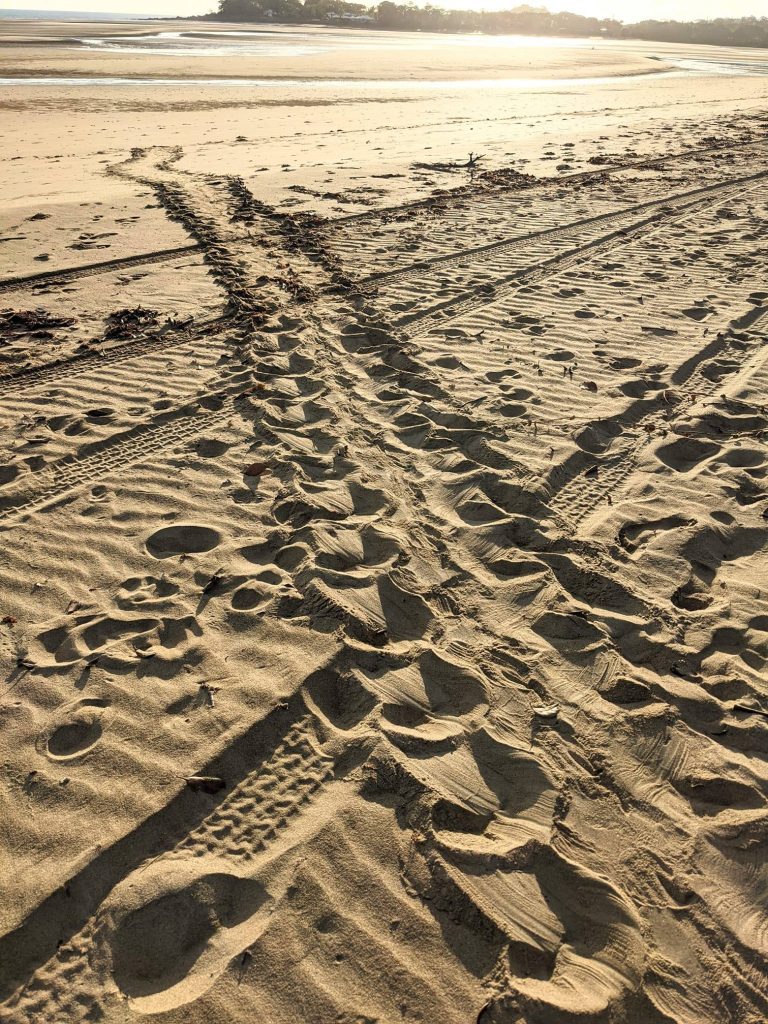 Motorbike and Turtle tracks on the beach