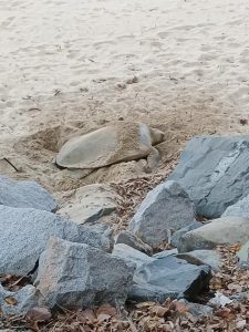 Turtle at Shoal Point