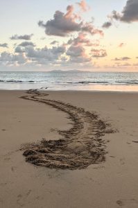 Tracks left by a basking turtle