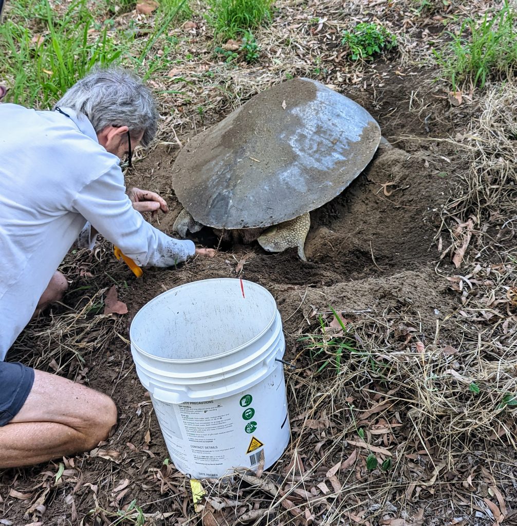 relocating eggs as they are laid in the dirt at Shoal Point