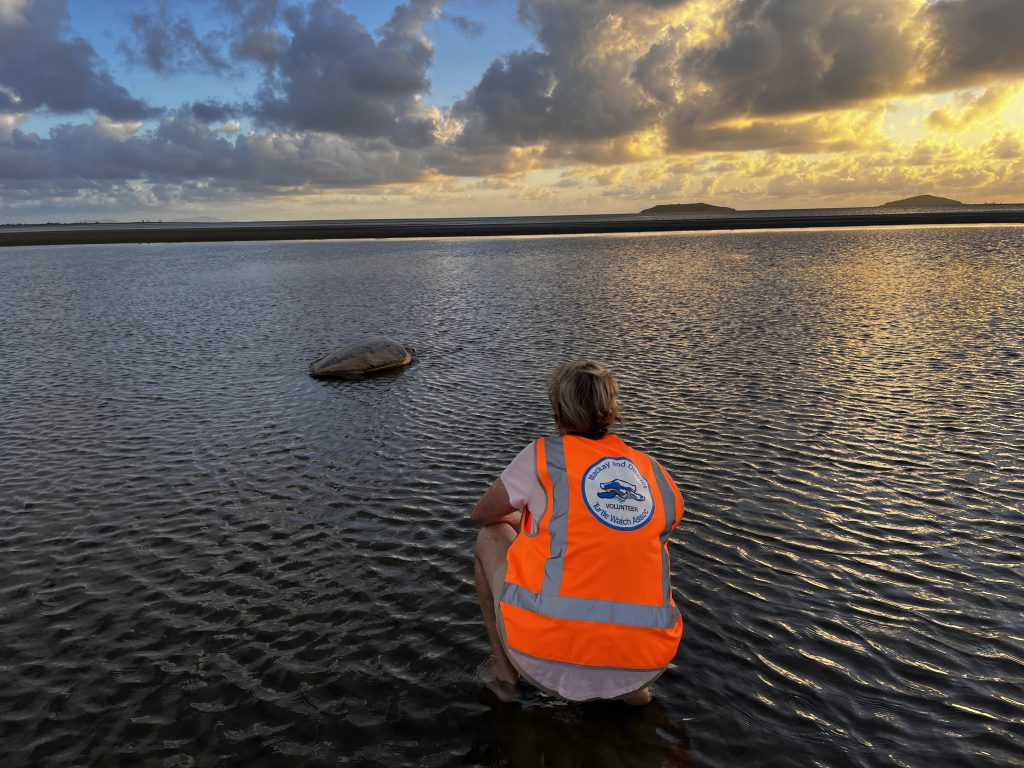 Ali and the Green turtle
